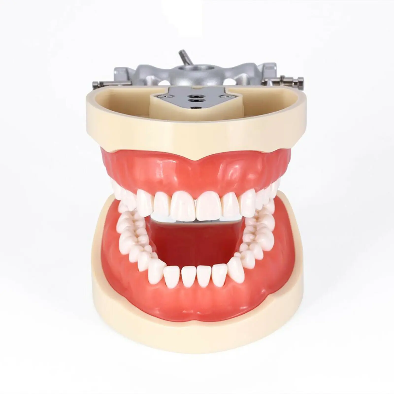 Kilgore NISSIN 200 Type Dental Typodont Model Removable Preparation Teeth 32Pc Dental Demonstration Model Odontologia Accesorios