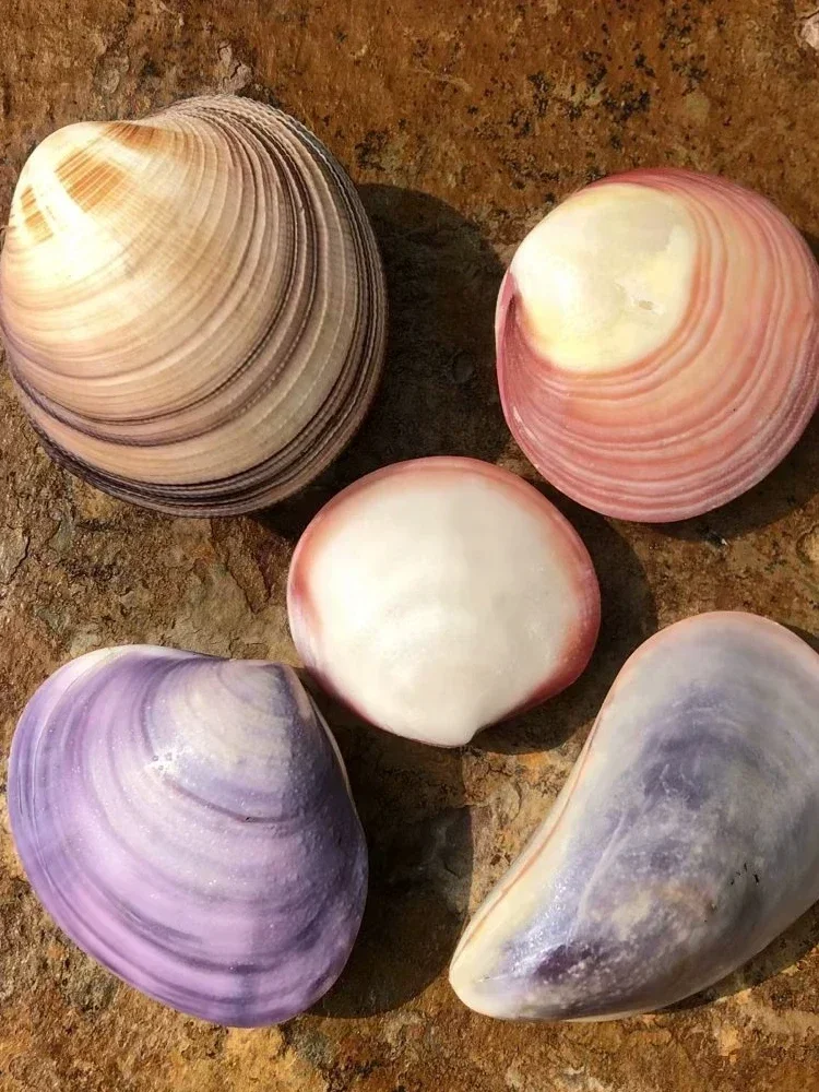Ракушки ракушки фиолетовые моллюски образцы розовых моллюсков с зубцами