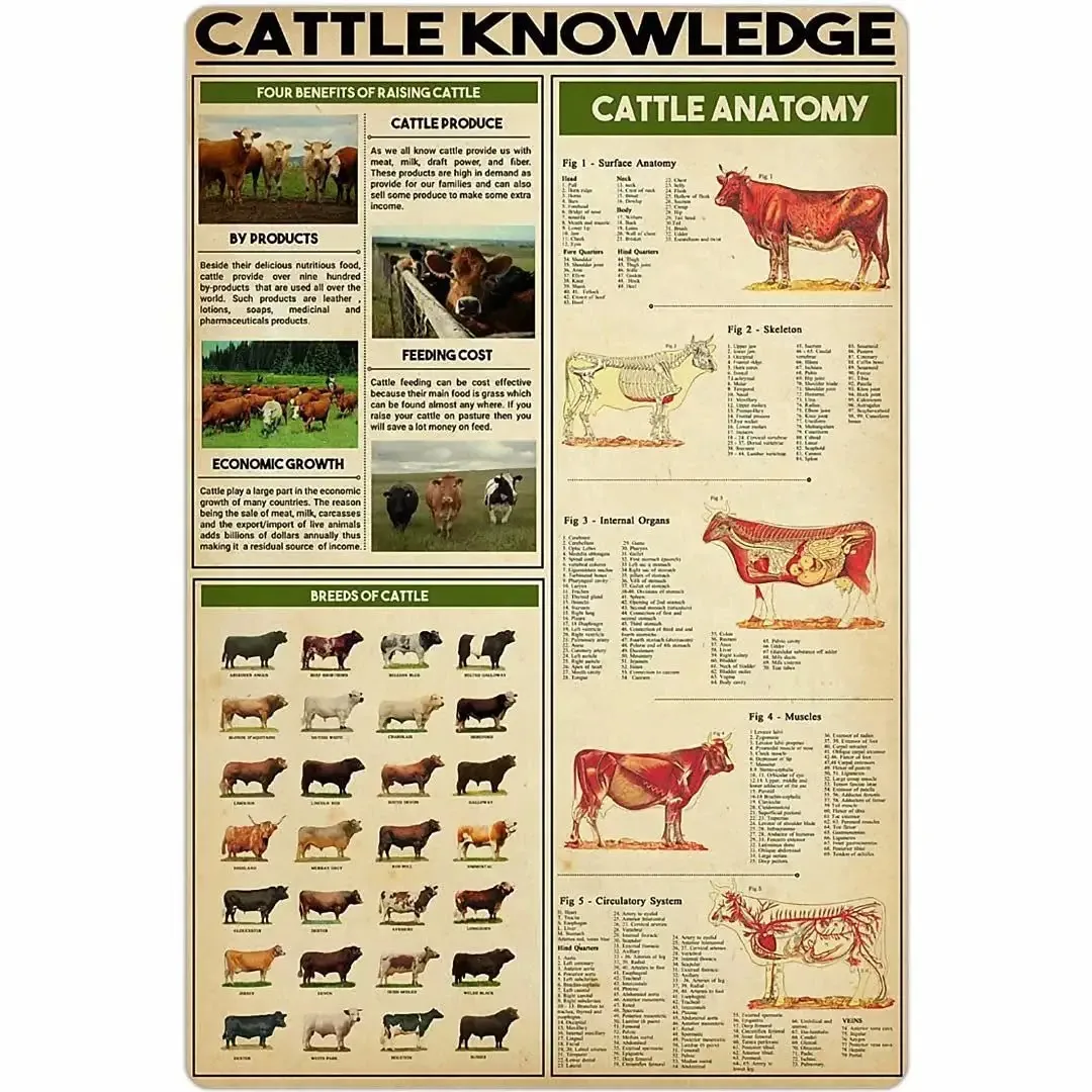 

Cattle Knowledge Metal Tin Signage Breed Anatomy Poster Animal Farm Club School Education Wall Decoration Plaque