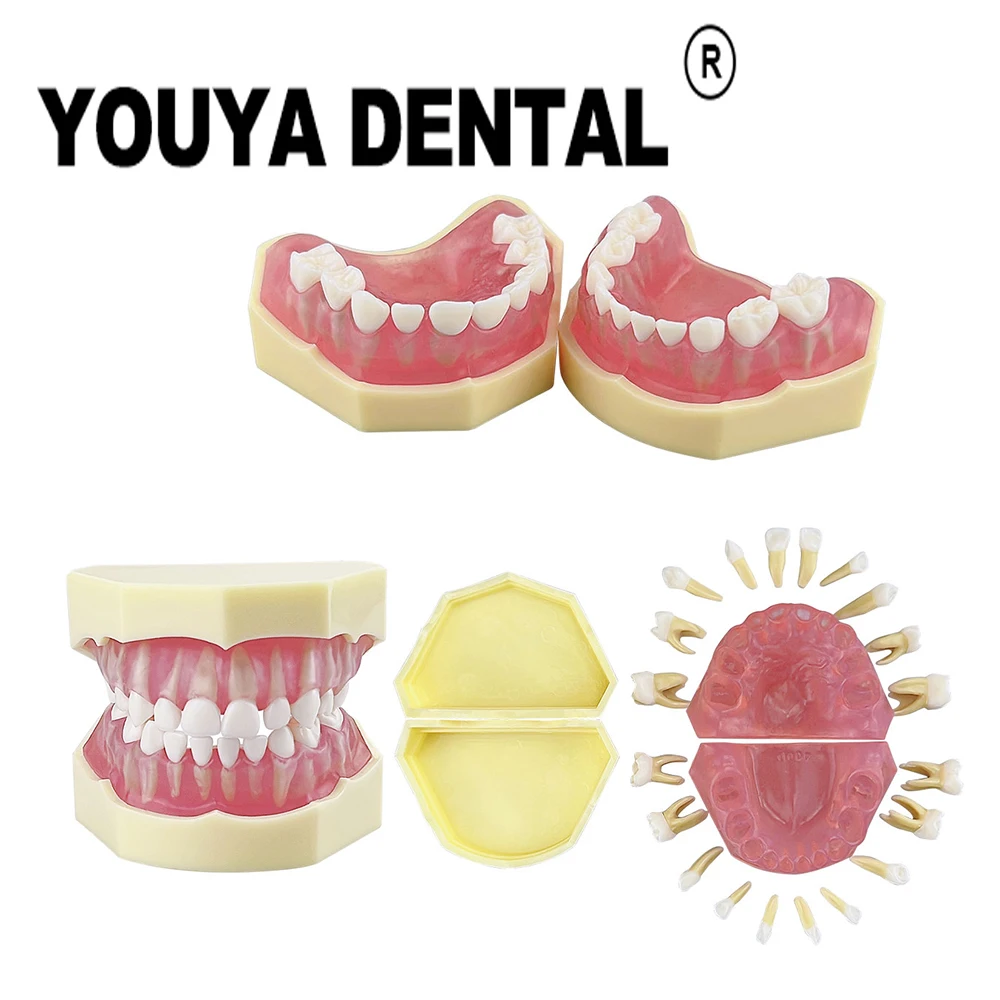 

Dentistry Children's Deciduous Tooth Model Detachable Practice Model For Dentist Student Training Teaching Demonstration Tools