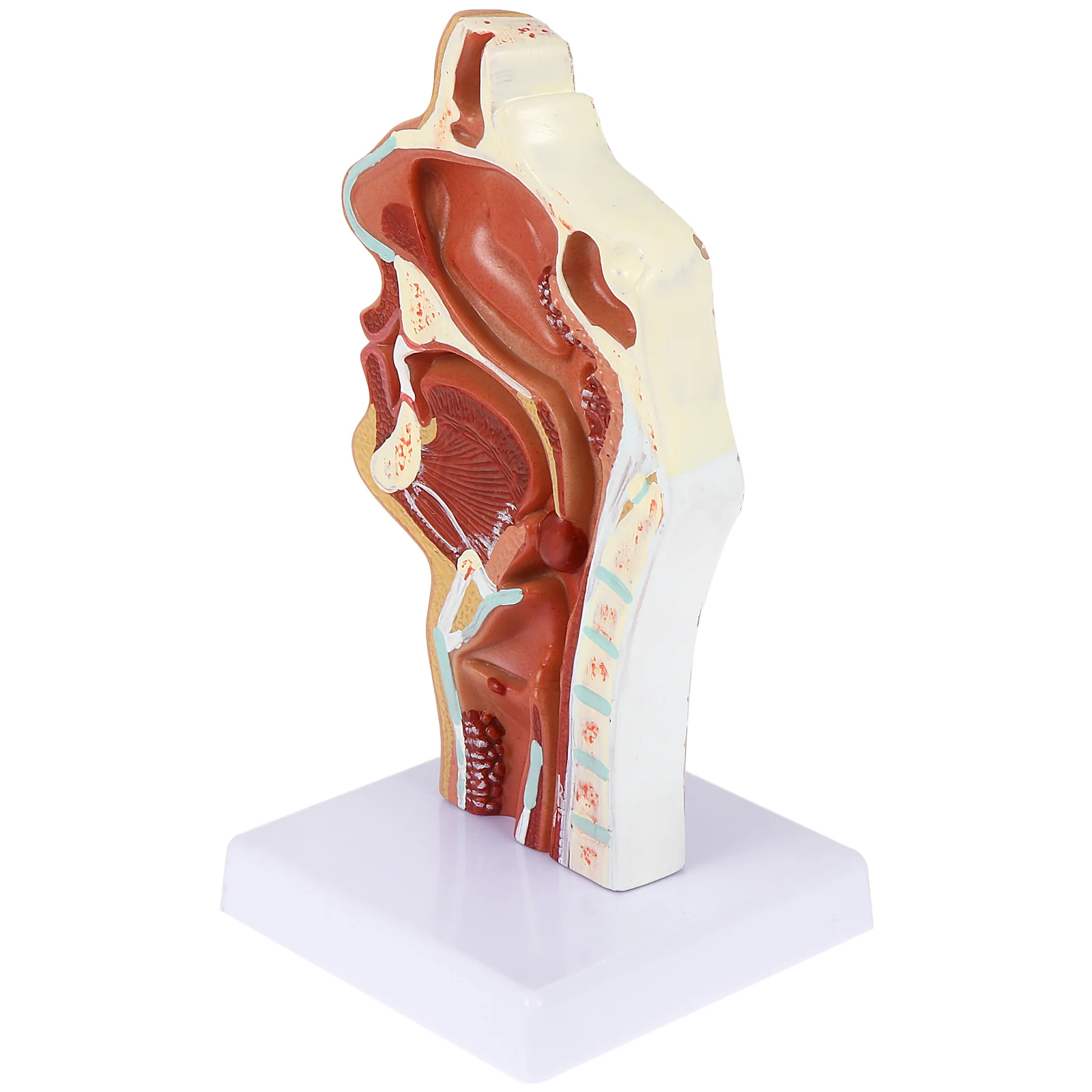 

Человеческая анатомическая модель, манекен анатомии горла, отоларингология, демонстрация носа, инструмент для обучения лекарственному ларинксу