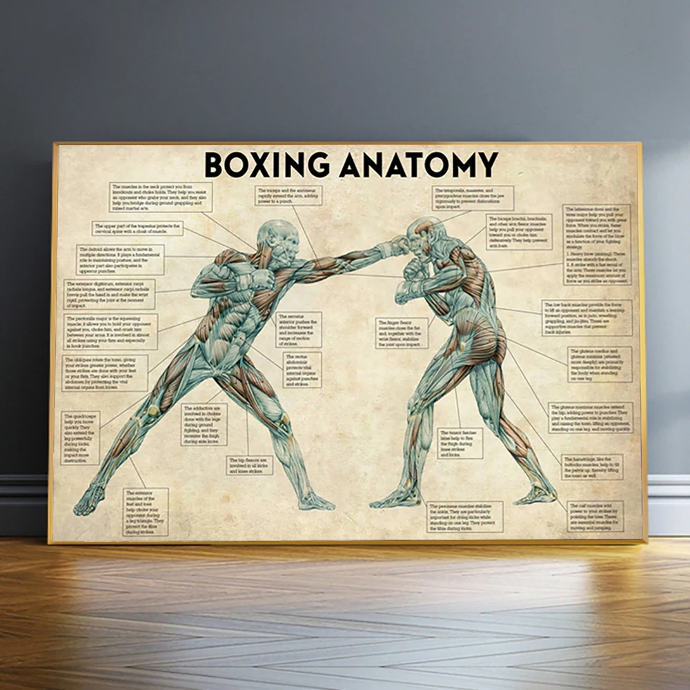 

Boxing Body Anatomy Canvas Painting Vintage Gym Room Posters and Prints Wall Art Cuadros Retro Picture For Room Decoration