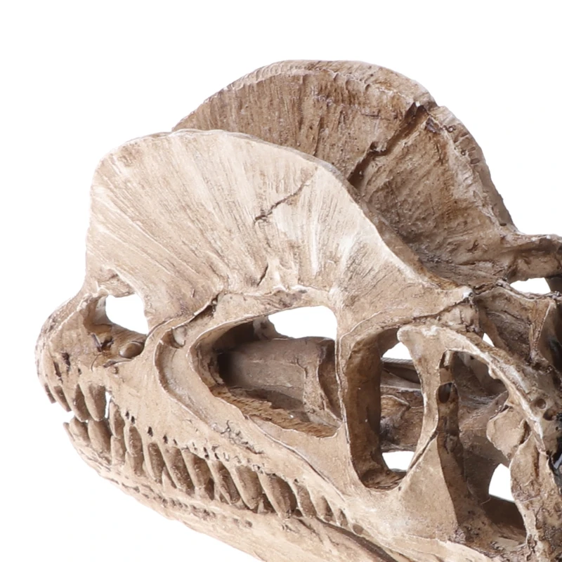 Череп динозавра дилофозавра поделки из смолы для обучающей модели ископаемого