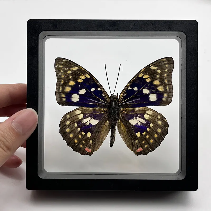 

10Pcs Big Purple Butterfly Photo Frame Insect Taxidermy Artwork Decoration, Animal Children's Science Educational Toys
