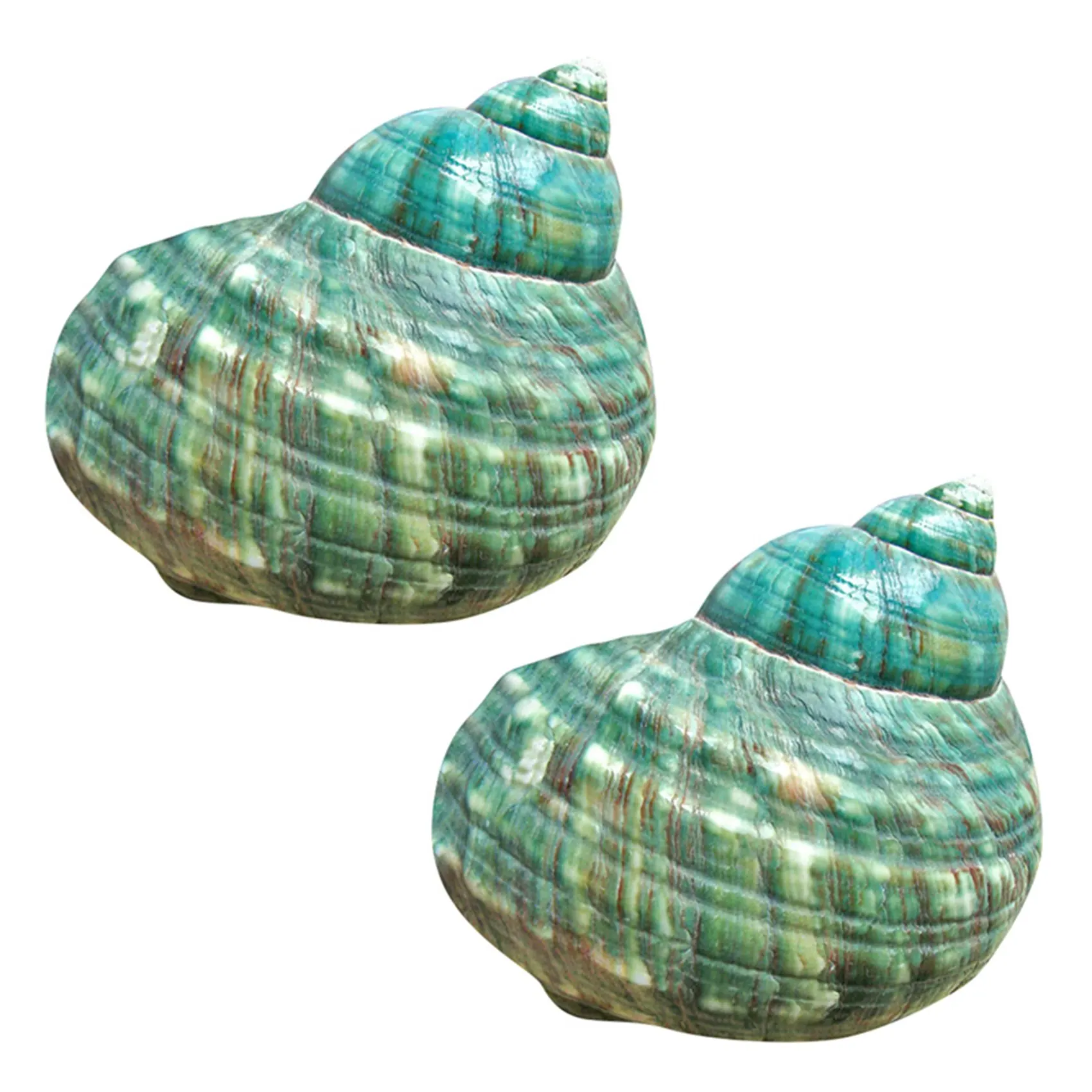 

10 см зеленый турбо натуральный редкий настоящий морской раковины потрясающий исцеляющий Декор океан 2 шт.