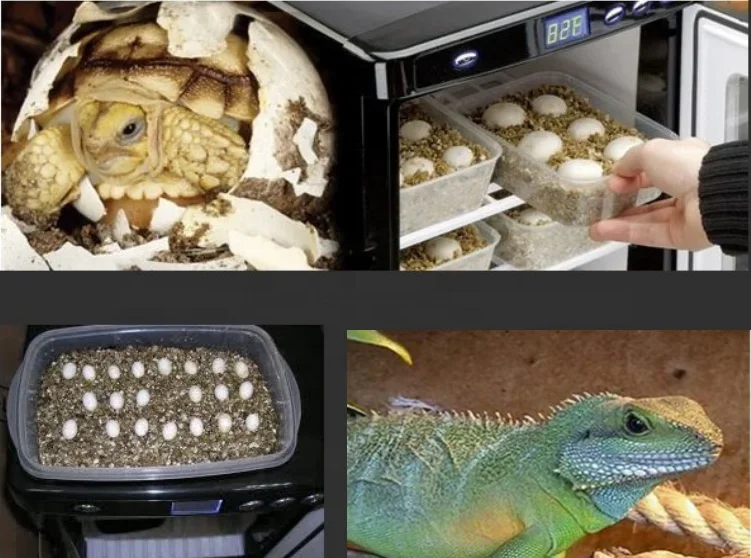 Заводская цена полностью автоматический инкубатор для яиц рептилий 40 шт.