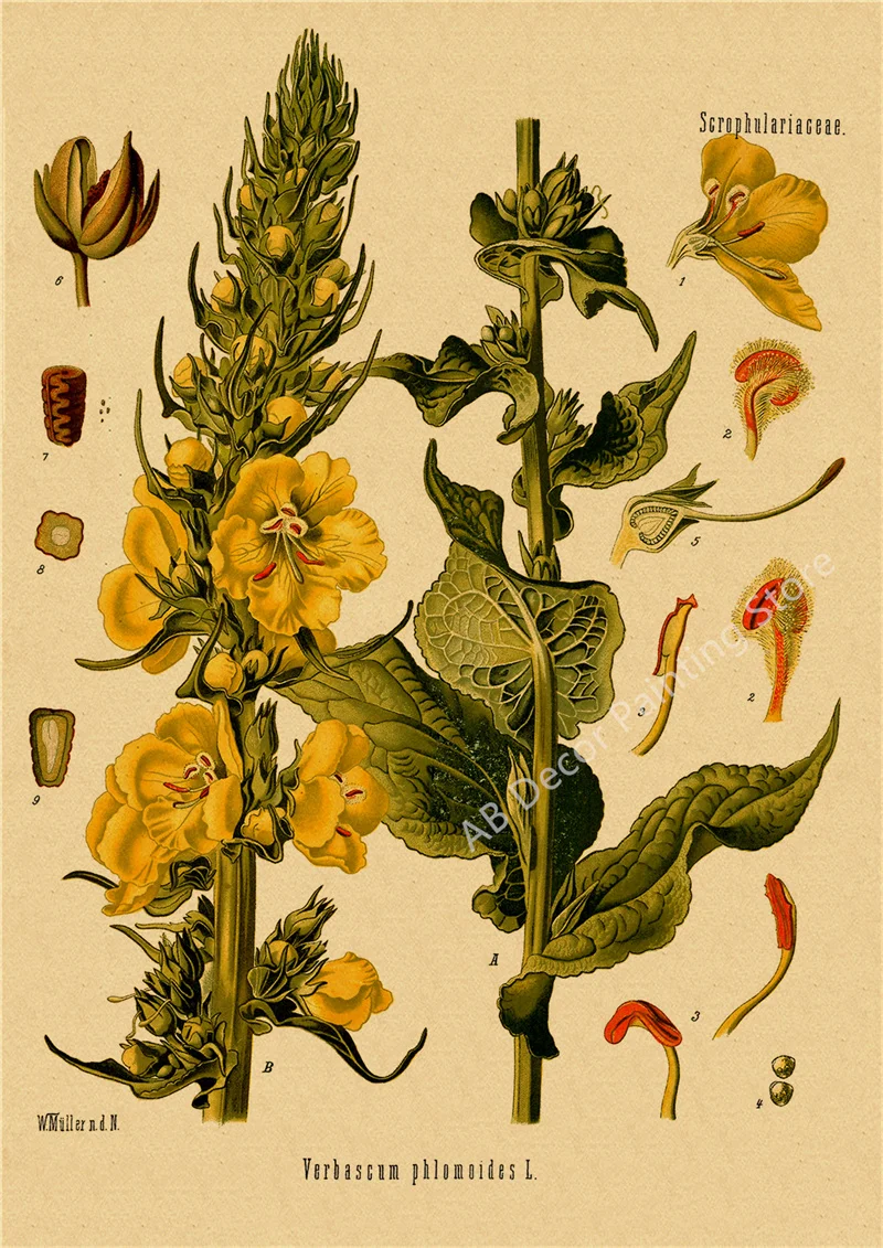 

Ретро ботанические принты постеров на крафтовой бумаге