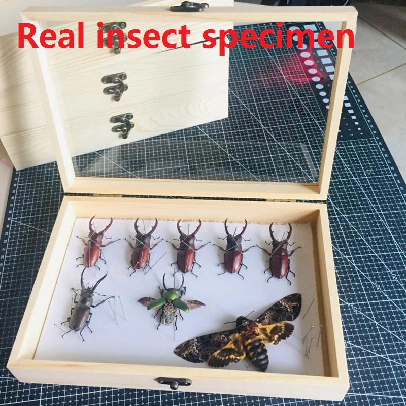 Статуэтка Dragonfly Spade Beetle