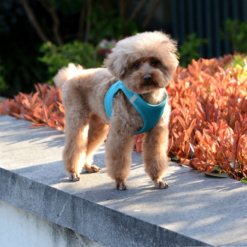 

Разноцветный жилет-портупея для собак, регулируемый маленький и средний цвет, аксессуары для домашних животных, поводок для щенков и кошек, ошейник-портупея