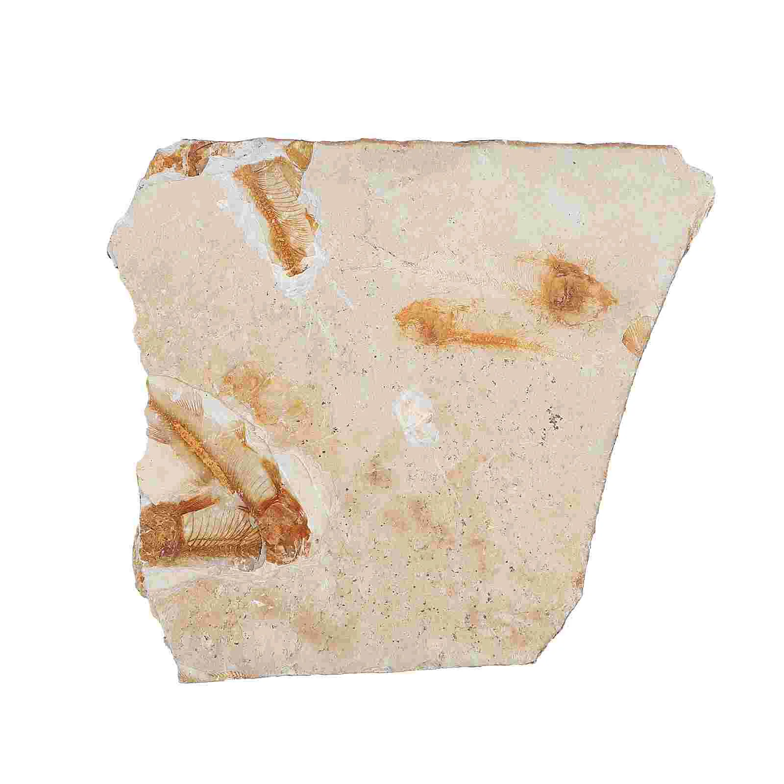 

Fossilfossils Teaching Bone Fossilized Specimen Animal Adornment Science Home Sample Ancient Specimens Desktop Props
