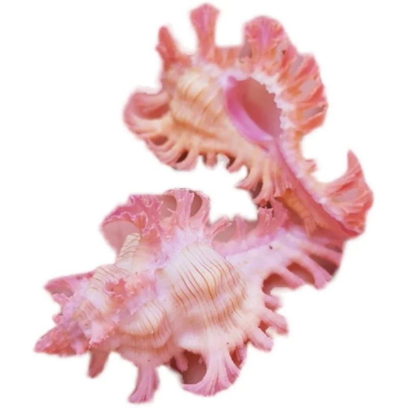 Chicoreus Nobililis натуральные Редкие раковины образцы коллекция улитки аквариум