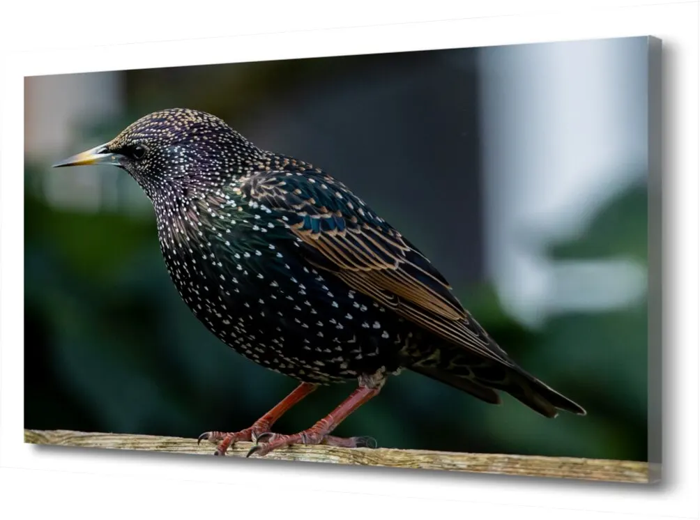 пересмешник картина. скворцы птицы башкортостан. птицы прилетели в живописи. скворец картина. Nataly derevyanko художник.