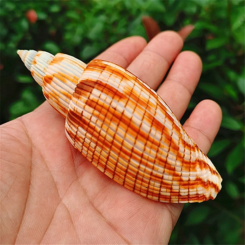 Fulgoraria Rupestris ракушка из натурального раковины мигающий жилой краб рулон сменная