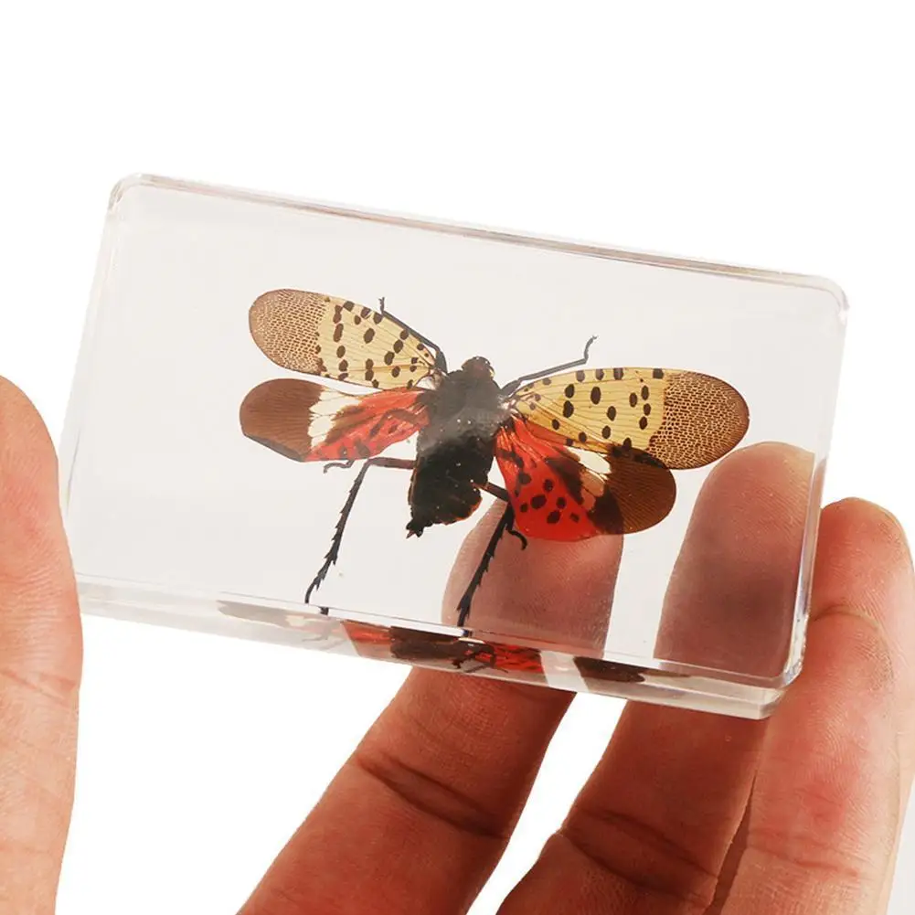 

Resin Amber Butterfly Specimen Insect Figurines Production Charm Home Decoration Accessories For Living Room Collection Art