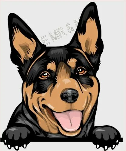 Для австралийских KELPIE пес порода цветная Наклейка на окно 1750 мм с защитой |