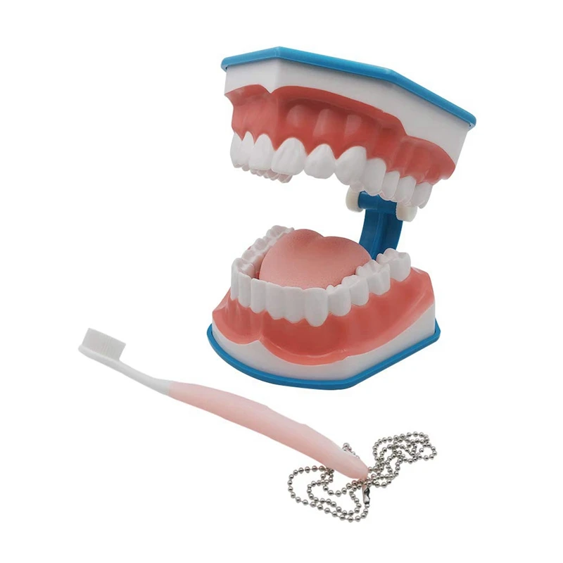 

Standard Teaching Model Study On The Structure Of Oral Teeth Dentist Educational Demonstration Tool For Teaching