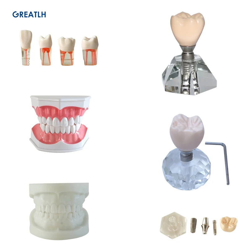 

Стоматологическая модель имплантата зубы обучение Кристалл Корона демонстрационные модели съемные протезы анализ стоматологии стоматолога