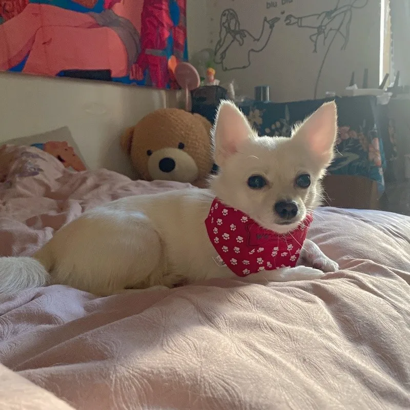 

Pet Supplies Dog Scarf Pet Slobber Dog Scarf Birthday Triangle Scarf Cat Scarf Chihuahua Poodle Labrador