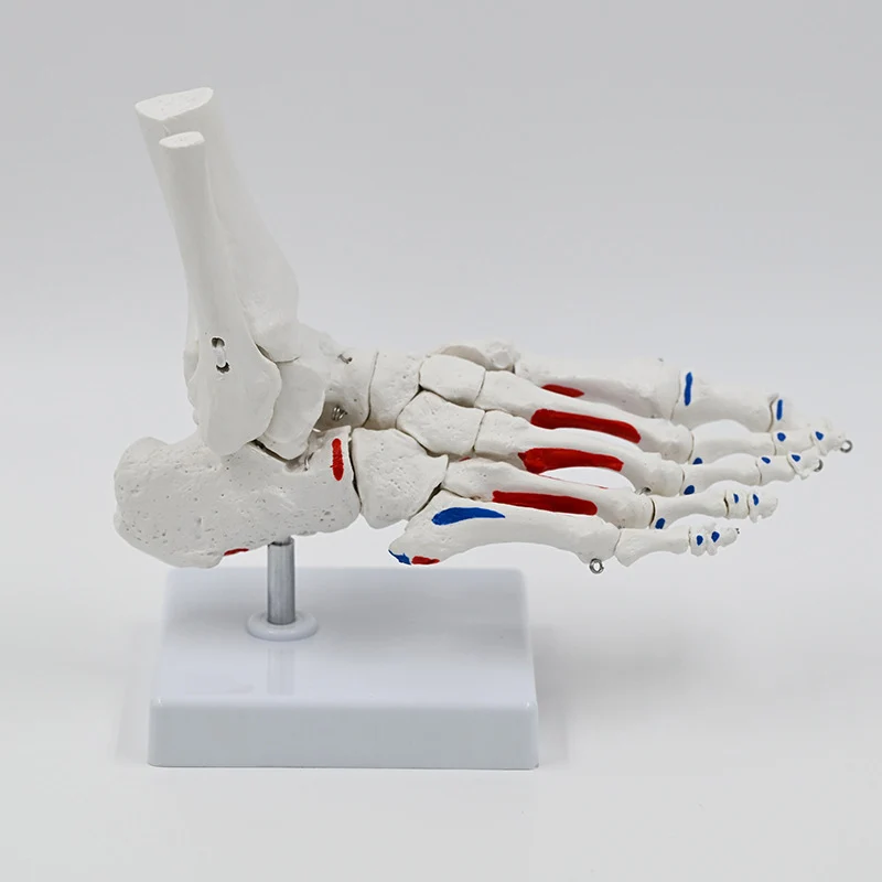 

Анатомическая модель стопы LearningTool