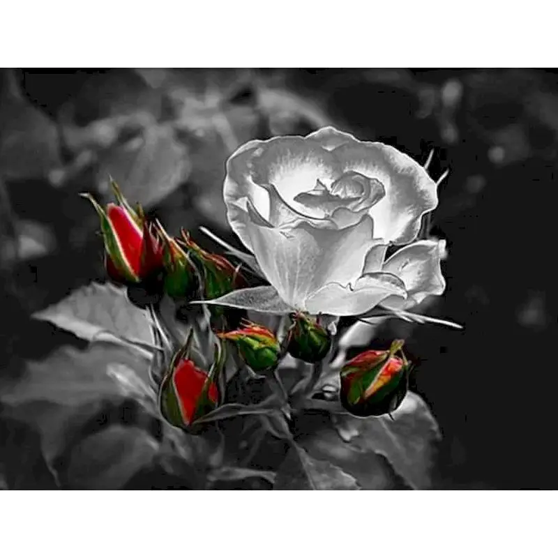 

Diy frame Light rose Oil Paint By Numbers For Adults Children DIY HandPainted Flower Picture Modern Wall Art Painting Decor