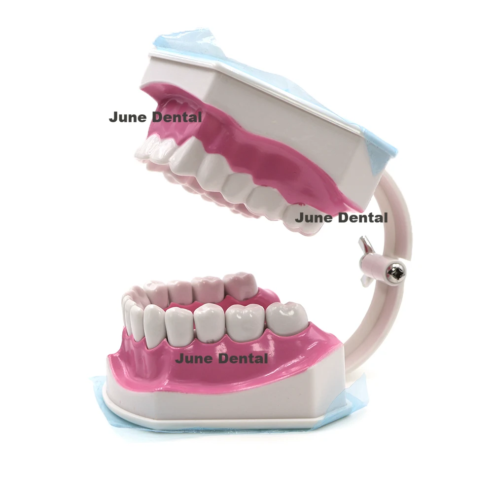 

Dental Typodont Teeth Model Brushing Flossing Practice Teach Demo 1.2 Enlarge