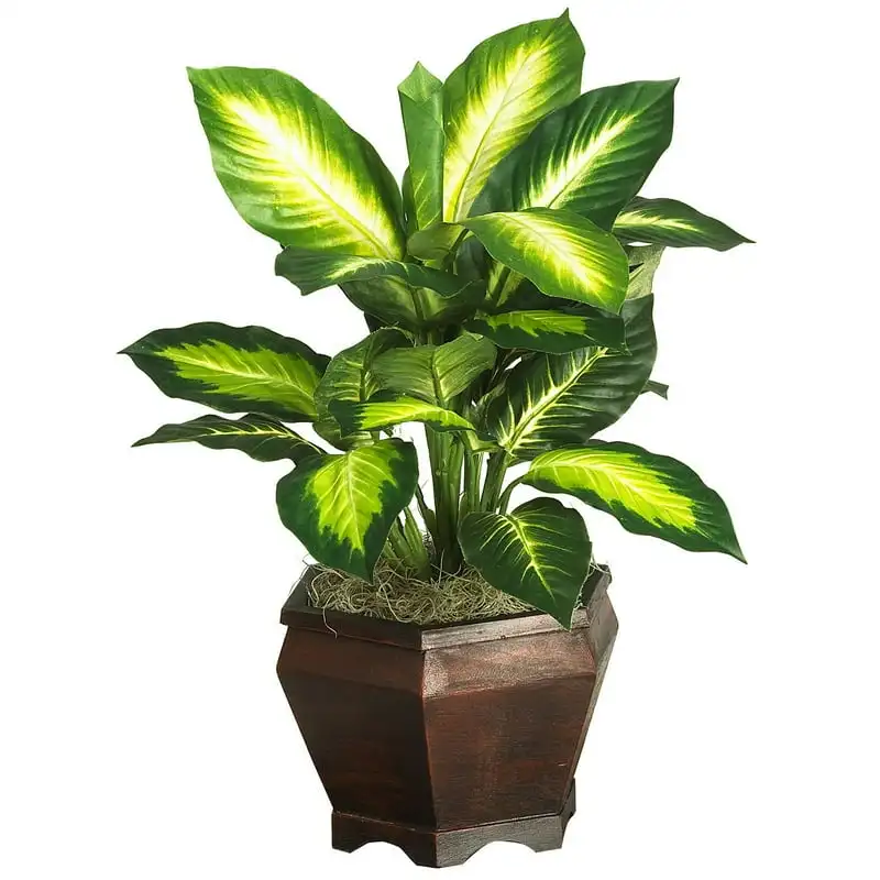 

Dieffenbachia with Wood Vase Silk Plant