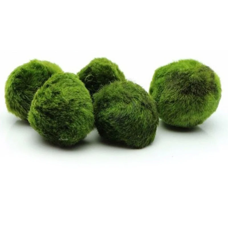 

5PCS/Bag 3-4cm Marimo Moss Balls Live Aquarium Plant Algae Fish Tank Aquarium Landscaping Aquatic Ball