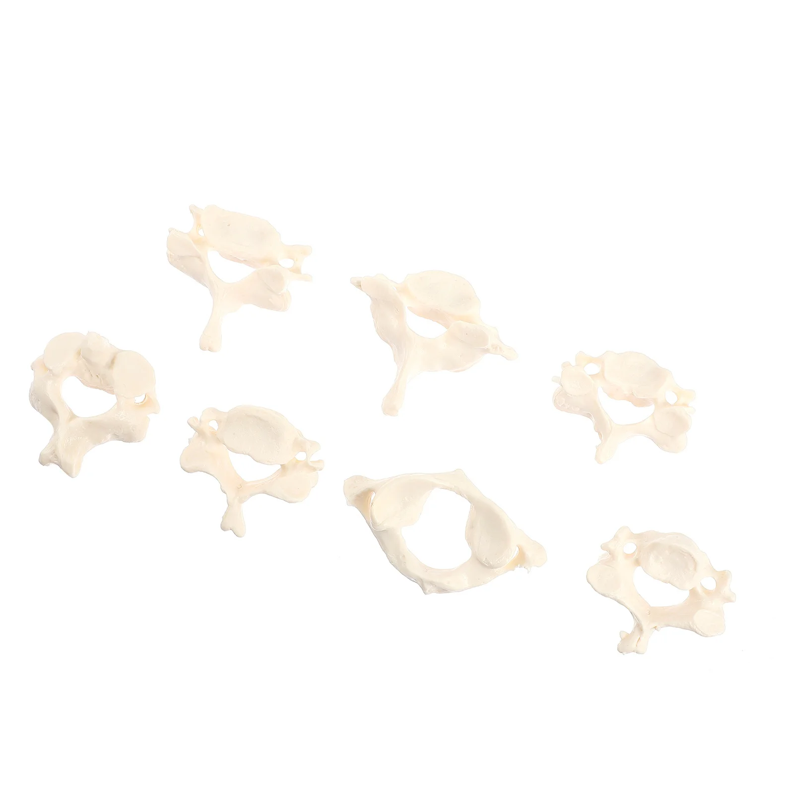 

Bone Props Vertebrae Model Human Body Cervical Spine Demonstration Pvc Teaching