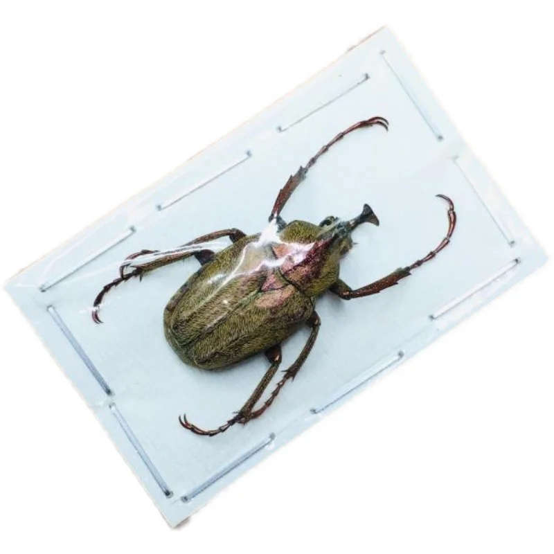 Образцы A/настоящее насекомое множество видов мокрых насекомых с бесконечной