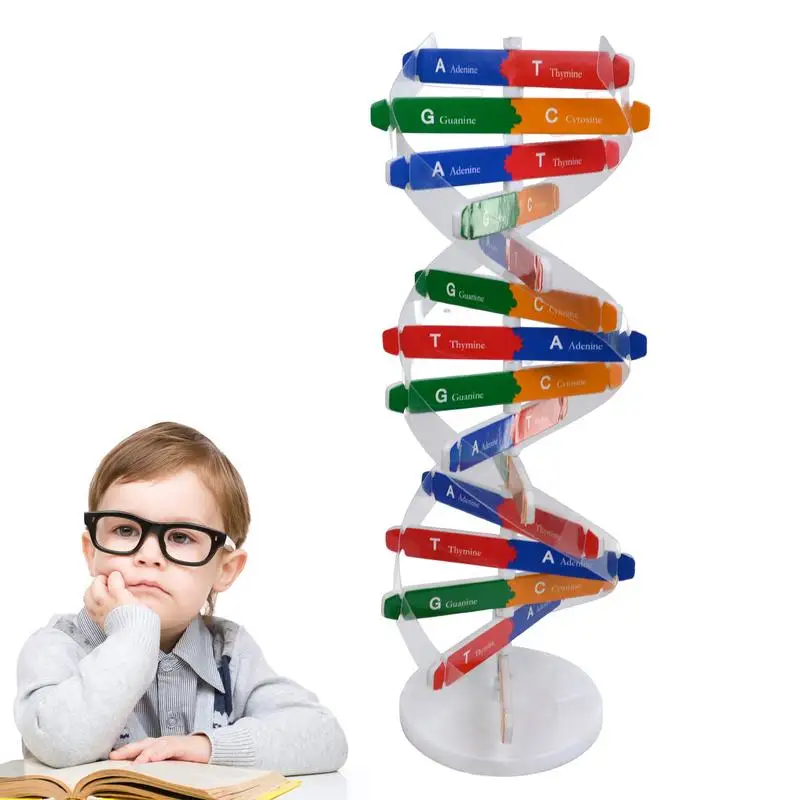 

Kids DNAs Model Kit Double Helix Human Genes DNAs Models Science Popularization Teaching Tools DNAs Helix Model Aid Toy For