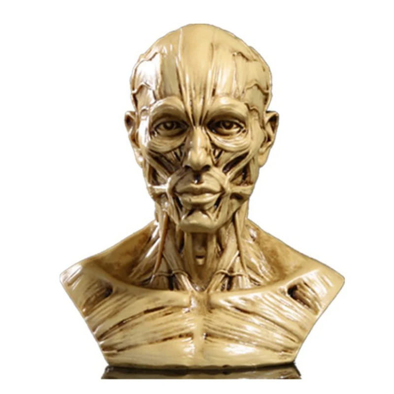 

Human Muscle Skeleton Head Model Muscle Head Skull Anatomy Sculpture Art Sketch Medical Learning supplies