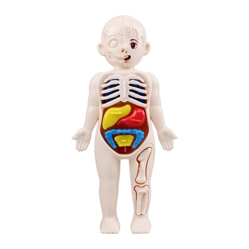 

Human Anatomy Model with Heart for Head Skull Brain Skeleton Model for Kids