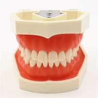 dental model teeth model gum teeth teaching model standard dental typodont model demonstration with removable tooth