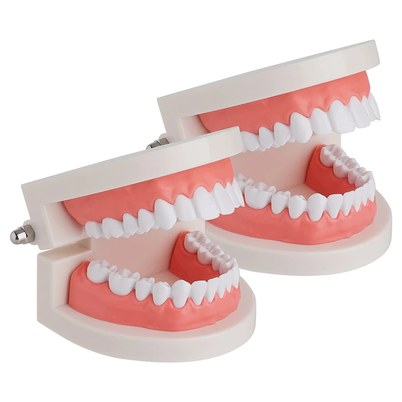 

2 Pack Standard Teeth Model - Mouth Model Human Teeth Model Tooth Brushing Model For Teaching Studying