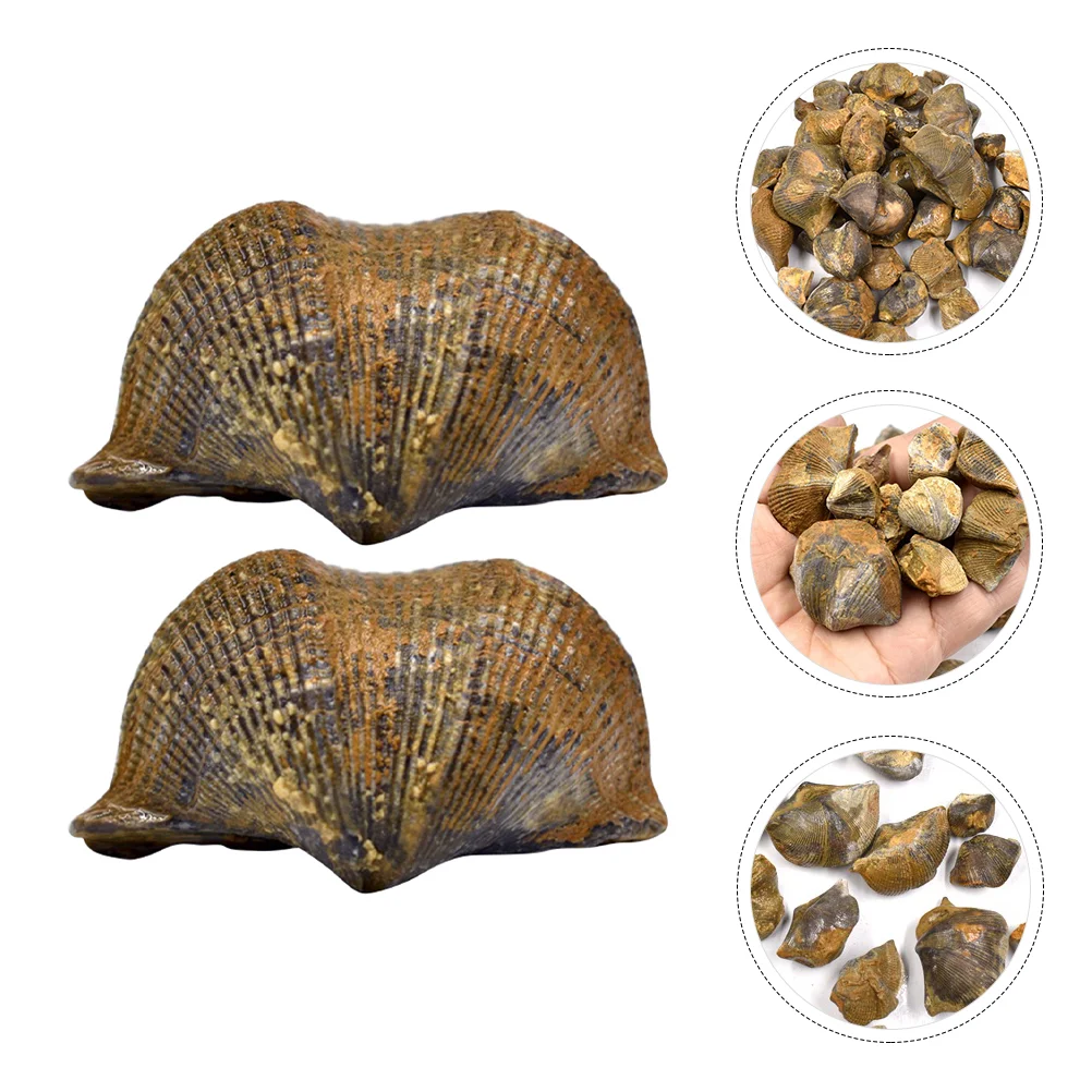 

Fossil Animal Sample Specimen Bone Fossils Ancient Specimens Realistic Teaching Toys Bones School Model Decornatural Science