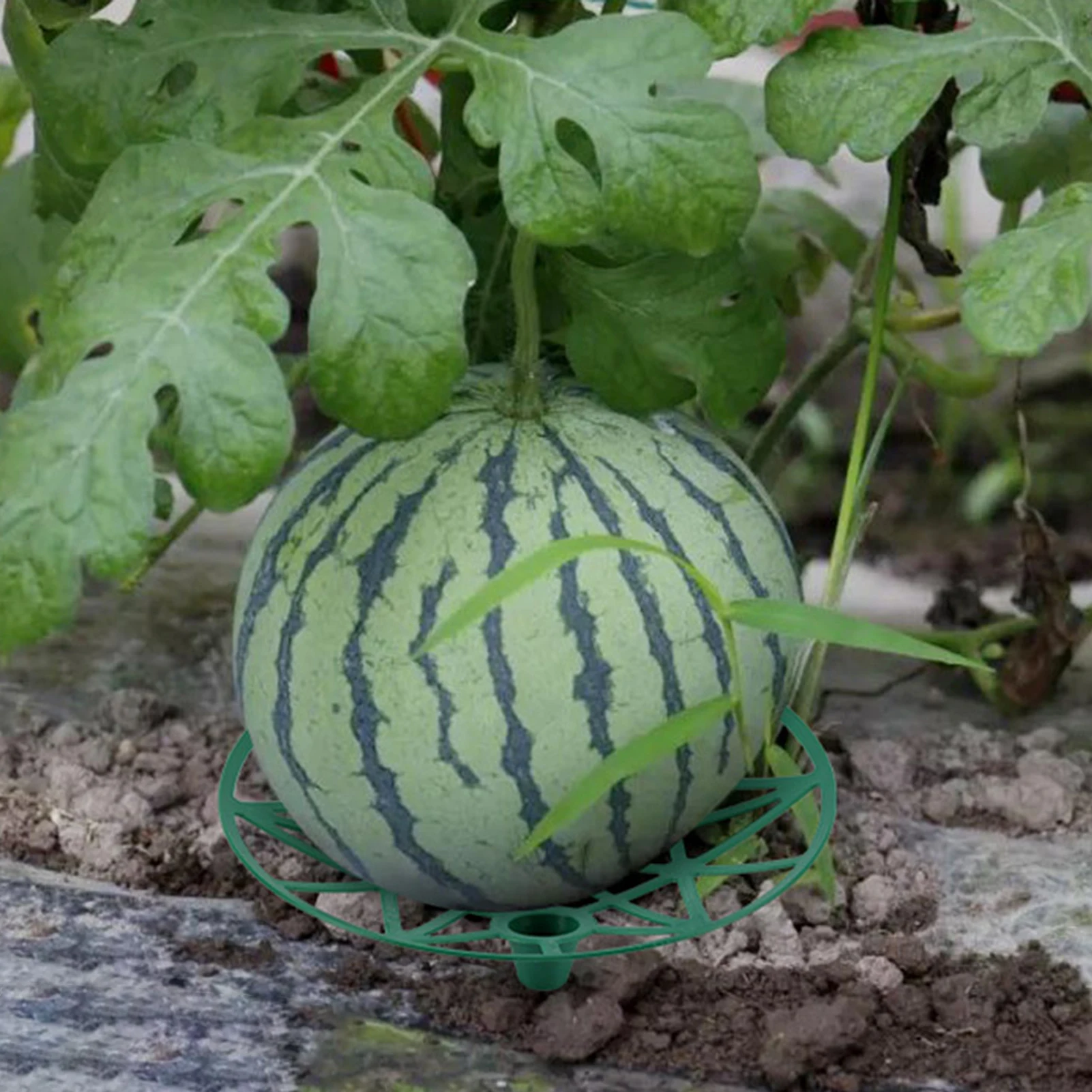 3 шт. прочная Тыква для арбуза |