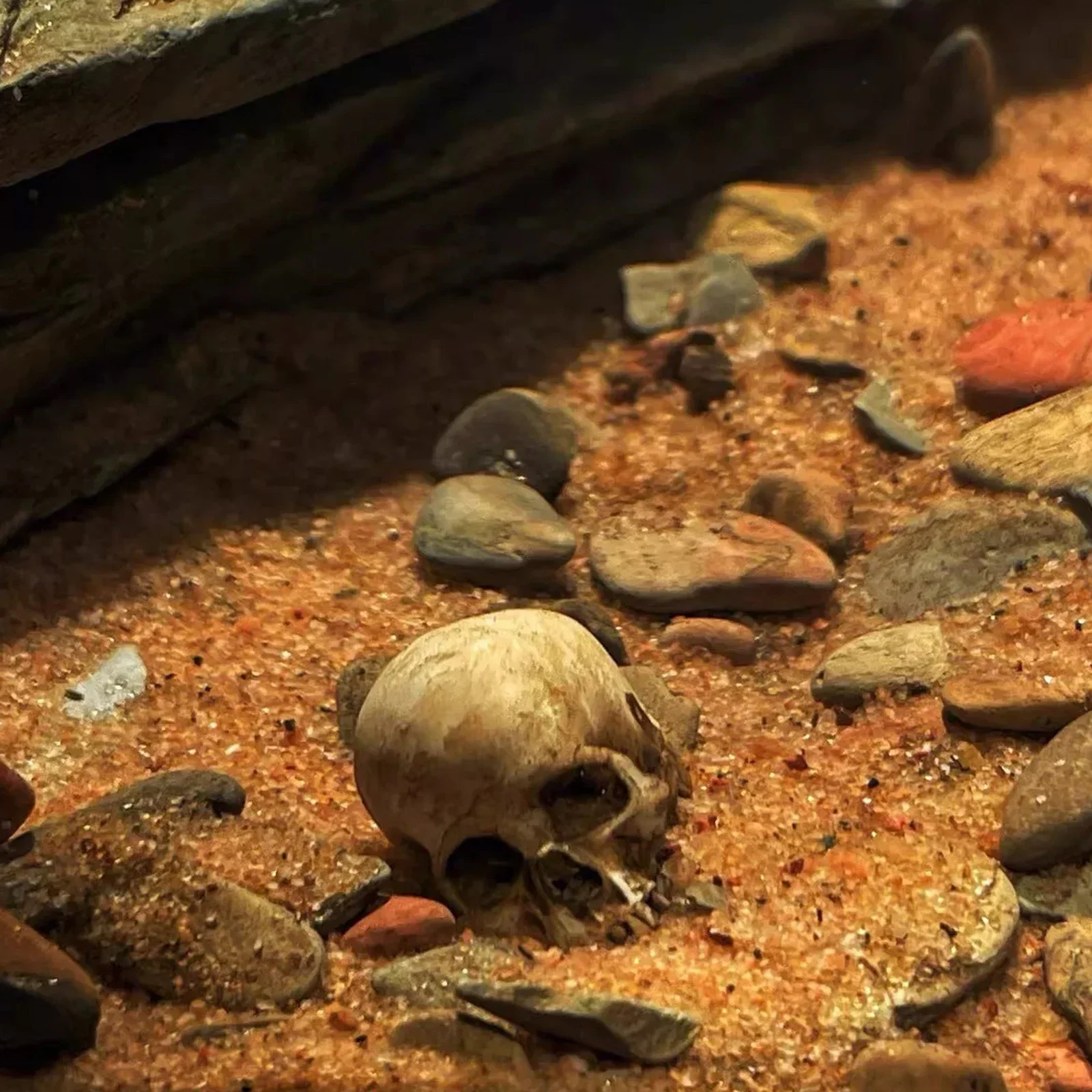 1 комплект человеческие пчелиные скелеты модель из ПВХ масштаб 1/12 7-дюймовый