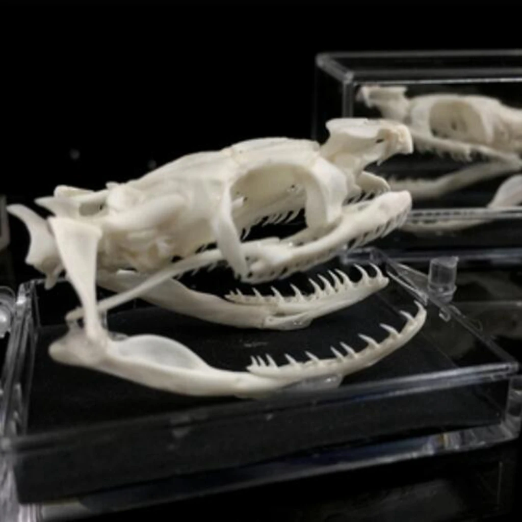 Real Snake Skull Handmade true bone specimen Protease cleaning Ornament Gift Teaching Collectibles Study |