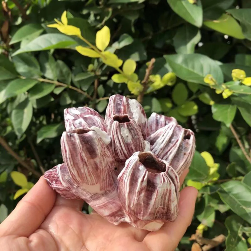 

1PC Natural Barnacle Fish Tank Landscape Shelter Imitation Fish Shrimp Shelters Aquarium Ornaments DIY Fish Tank Decor