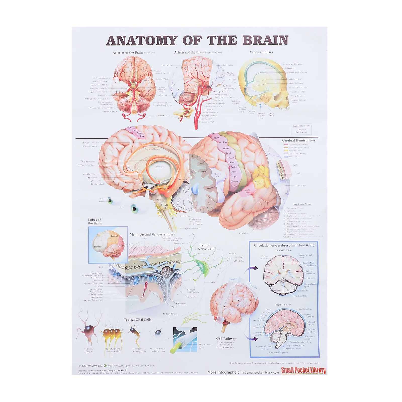 

Плакат для анализа на стену офиса, анатомическая обучающая схема, плакаты для мозга человека, медицинская анатомическая Безрамная модель