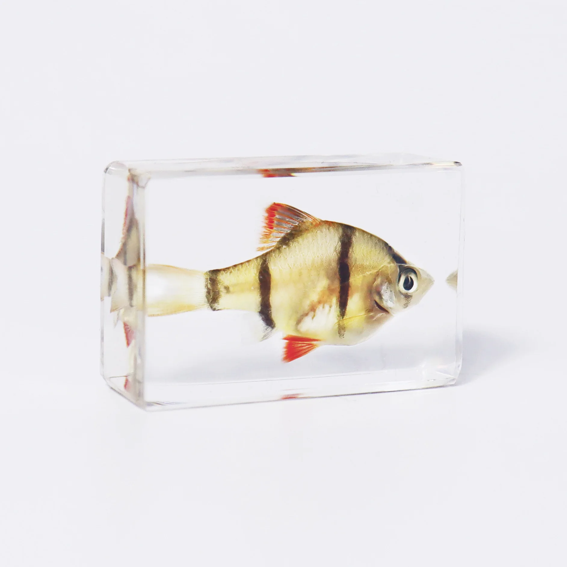 

Статуэтка тропическая рыба в смоле