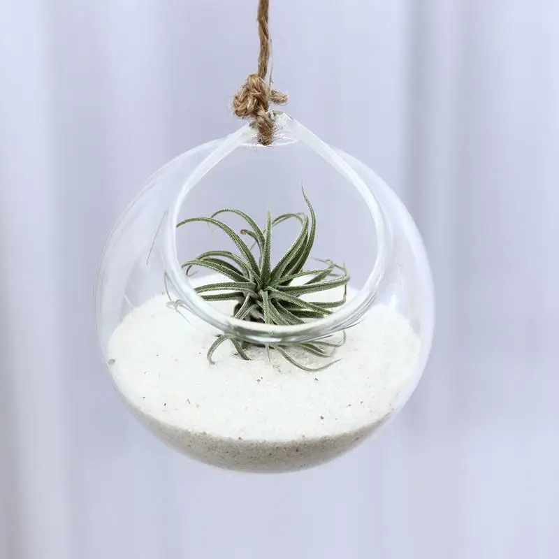 Прозрачная подвесная ваза для цветов стеклянная кашпо суккуленты растение