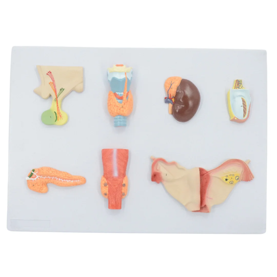 Модель человеческого эндокринного органа медицинская научная эндокринная