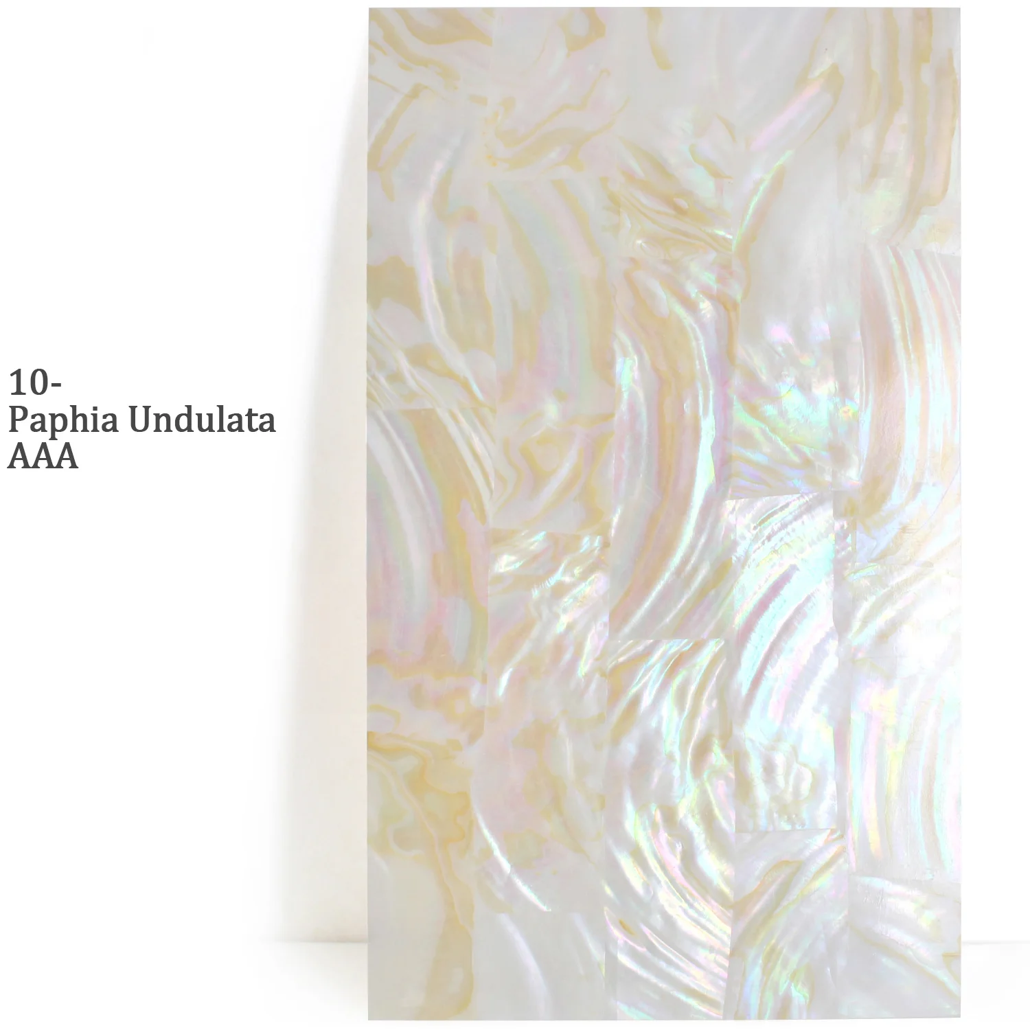 

Лист ракушки морского ушка AAA