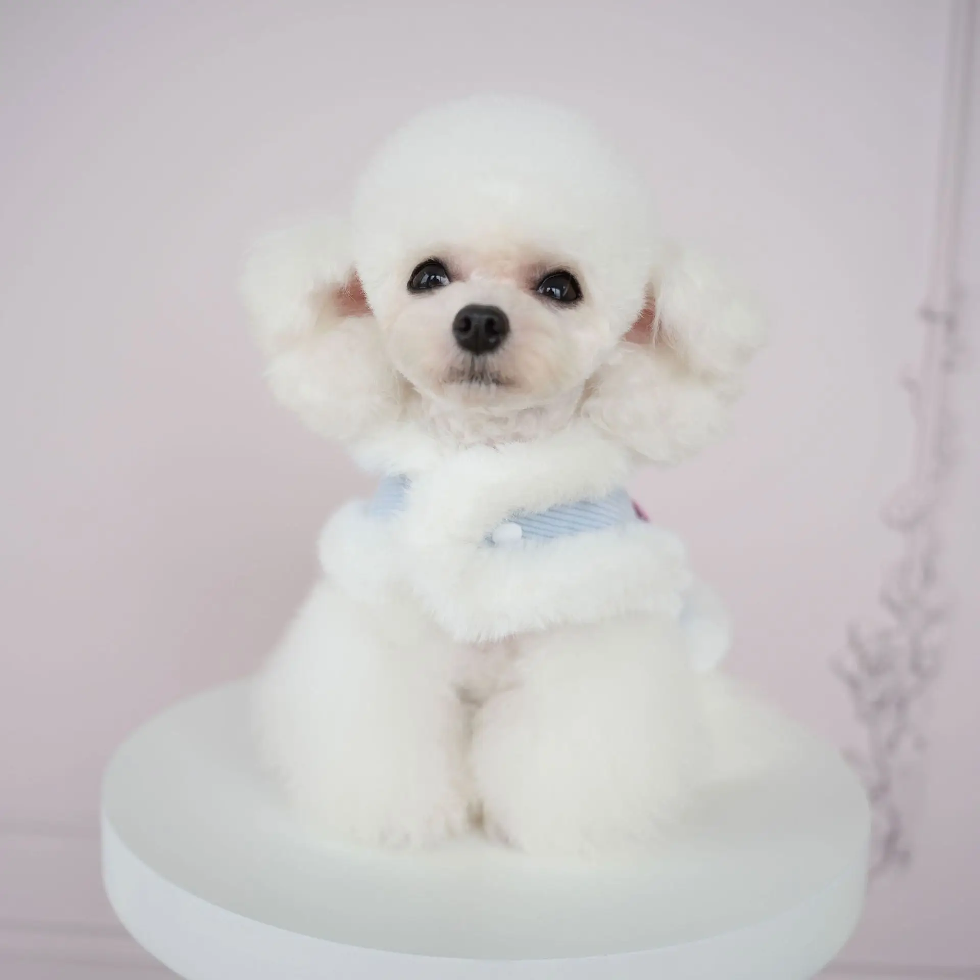 Пальто с милыми собаками и кошками вельветовый цельный плащ более плотное теплое