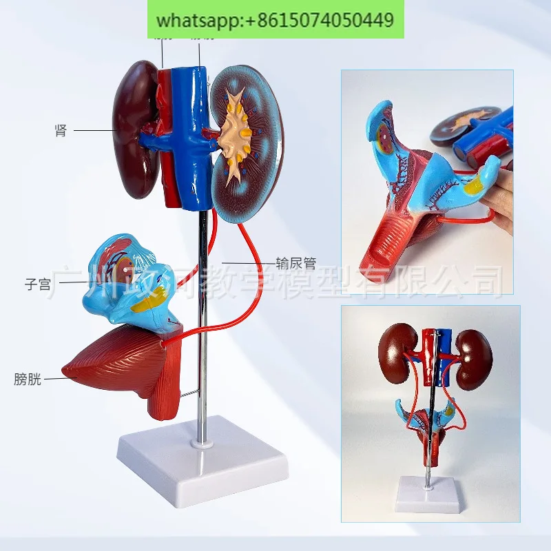 Стереоскопическое обучение моделям мочевой и репродуктивной системы
