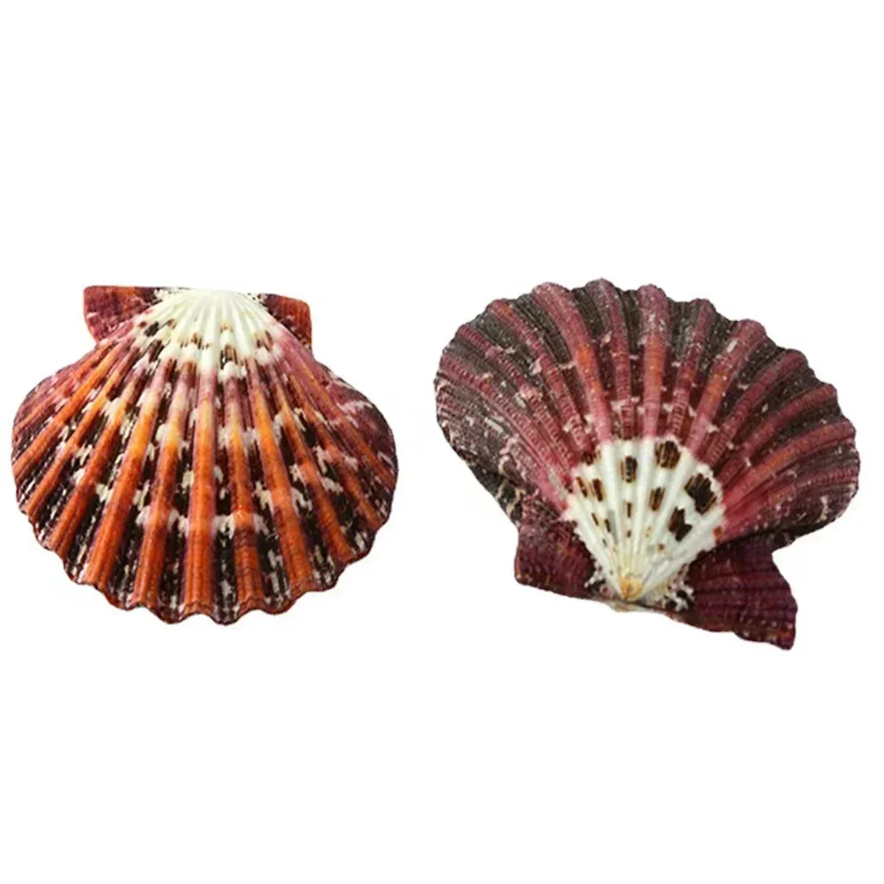 Натуральная маленькая ракушка цвет гребешок масляная живопись фото реквизит