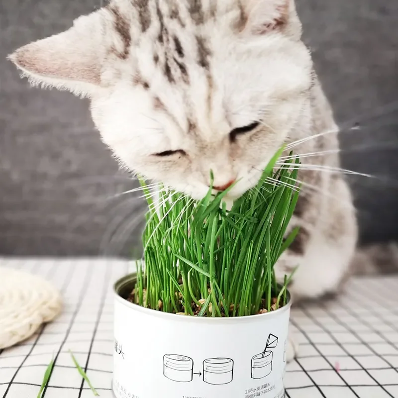 

NEW Pet Vermiculite Can for Cat Dog Rabbit Fiber Gastrointestinal Health Organic Natural Sprout Canned Nursery Grass Supplies