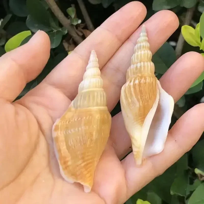 10 шт. Golden Ax Snail Natural Conch Shell Creative Handmade Diy Drift Bottle Fish Tank реквизит для свадебной