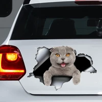 scottish fold cat car decal grey cat magnet scottish fold sticker